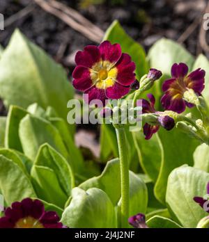 Auricula, oreille de l’ours (Primula auricula). Karlsruhe, Allemagne Banque D'Images