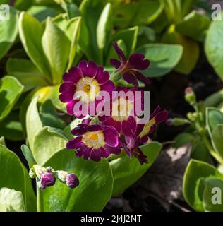 Auricula, oreille de l’ours (Primula auricula). Karlsruhe, Allemagne Banque D'Images