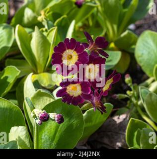 Auricula, oreille de l’ours (Primula auricula). Karlsruhe, Allemagne Banque D'Images