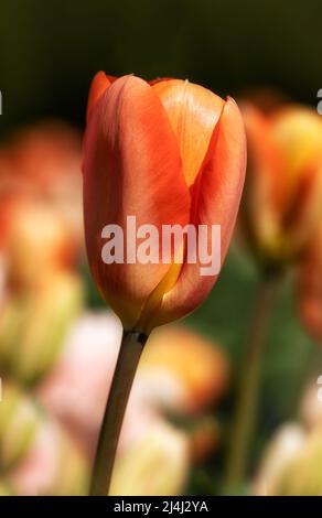 Gros plan de la fleur de Tulipa 'Empereur d'Orange' dans un jardin au printemps Banque D'Images