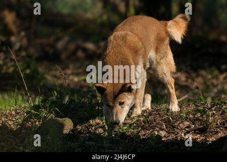 Chien chantant de Nouvelle-Guinée - Canis lupus hallstroma, magnifique loup rare des forêts des Hautes-terres de Nouvelle-Guinée, Nouvelle-Guinée. Banque D'Images