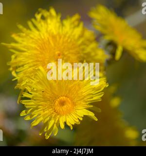 Flore de Gran Canaria - Sonchus acaulis, chardon endémique au centre des îles Canaries fond macro-floral naturel Banque D'Images