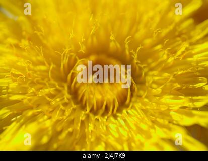 Flore de Gran Canaria - Sonchus acaulis, chardon endémique au centre des îles Canaries fond macro-floral naturel Banque D'Images