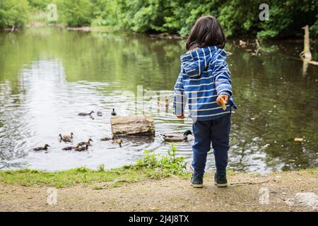 Mignon petit enfant nourrissant des canards dans l'étang dans un parc Banque D'Images