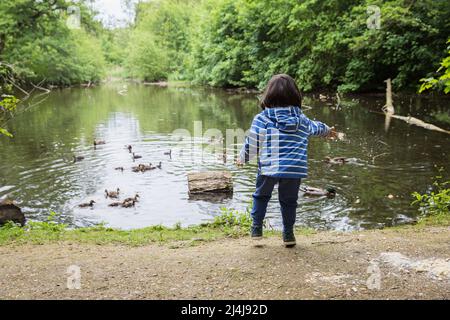 Mignon petit enfant nourrissant des canards dans l'étang dans un parc Banque D'Images