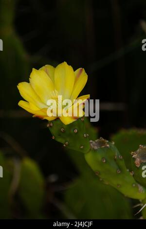 photo macro de poire pickly Banque D'Images