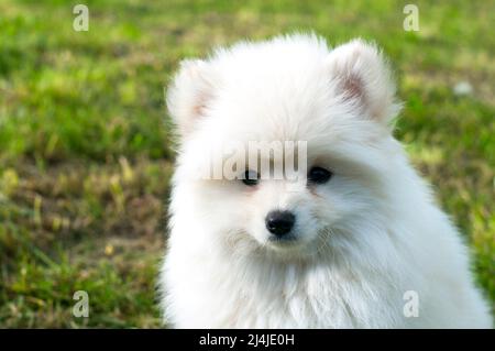 Pomsky Puppy, raffiné avec un bon tempérament en plein air par une journée ensoleillée Banque D'Images