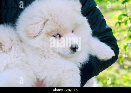 Pomsky Puppy, raffiné avec un bon tempérament en plein air par une journée ensoleillée Banque D'Images