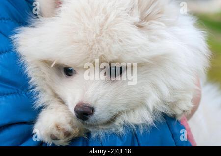 Pomsky Puppy, raffiné avec un bon tempérament en plein air par une journée ensoleillée Banque D'Images