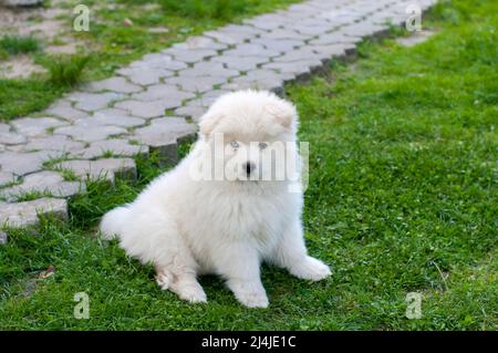 Pomsky Puppy, raffiné avec un bon tempérament en plein air par une journée ensoleillée Banque D'Images