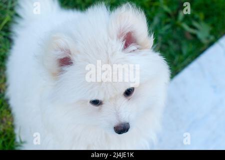 Pomsky Puppy, raffiné avec un bon tempérament en plein air par une journée ensoleillée Banque D'Images