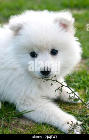 Pomsky Puppy, raffiné avec un bon tempérament en plein air par une journée ensoleillée Banque D'Images