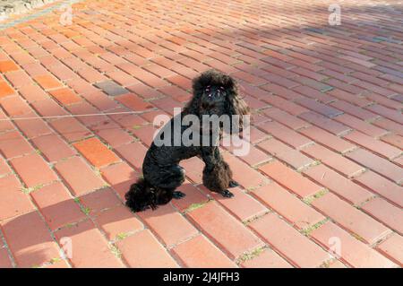 Caniche noire dans un parc paysagé, en marchant sur la chaussée. Banque D'Images