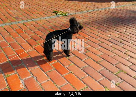 Caniche noire dans un parc paysagé, en marchant sur la chaussée. Banque D'Images