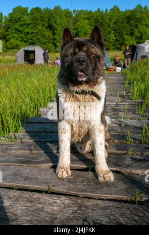 Le Malamute d'Alaska, une race de jeune chien Banque D'Images