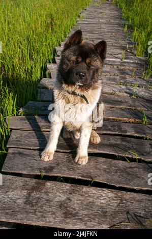 Le Malamute d'Alaska, une race de jeune chien Banque D'Images