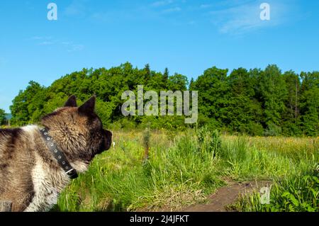 Le Malamute d'Alaska, une race de jeune chien Banque D'Images