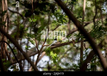 Oiseau mâle de paradis indien flycatcher ou Terpsiphone paradisi ou paradis asiatique flycatcher perché sur la branche avec une longue queue dans vert naturel pittoresque Banque D'Images