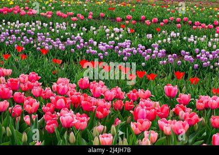 Tulipes multicolores en fleur dans une ferme locale de tulipes Banque D'Images