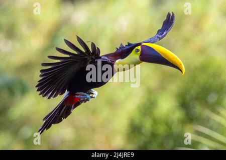 Toucan à gorge jaune (Ramphastos ambiguus) en vol - la Laguna del Lagarto Eco-Lodge, Boca Tapada, Costa Rica Banque D'Images