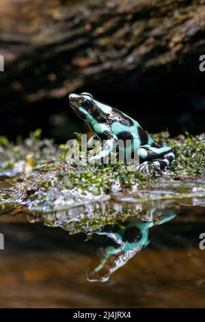 Grenouille verte et noire (Dendrobates auratus) - Eco-Lodge la Laguna del Lagarto, Boca Tapada, Costa Rica [espèce contrôlée] Banque D'Images