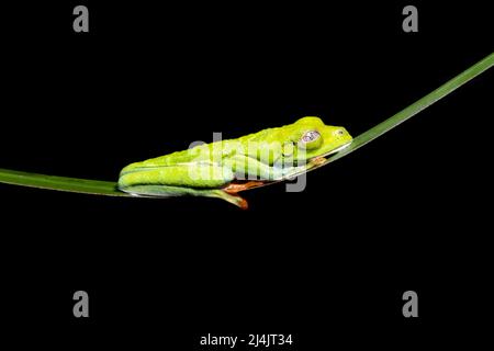 Grenouille d'arbre à yeux rouges (Agalychnis callidryas) dormant montrant une membrane nictitante - Boca Tapada, Costa Rica [Specimen contrôlé] Banque D'Images