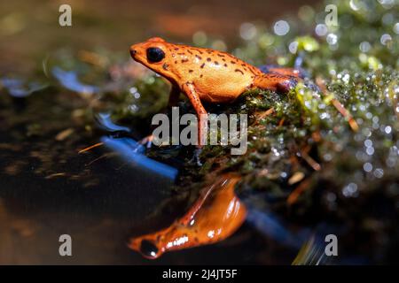 Grenouille de fraise (Oophaga pumilio, anciennement Dendrobates pumilio). Couleur « Blue Jeans » : la Laguna del Lagarto Eco-Lodge, Boca Tapada, Banque D'Images