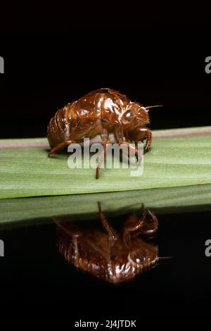 Gros plan de l'exosquelette cicada - Eco-Lodge la Laguna del Lagarto, Boca Tapada, Costa Rica Banque D'Images