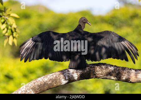 Vautour noir (Coragyps atratus) avec ailes étalées - la Laguna del Lagarto Eco-Lodge, Boca Tapada, Costa Rica Banque D'Images