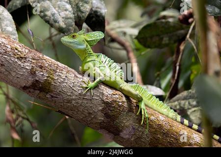 Basilisque vert ou Basilisque plumé (Basiliscus plugifrons) mâle - la Laguna del Lagarto Eco-Lodge, Boca Tapada, Costa Rica Banque D'Images