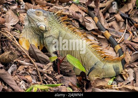 Grand mâle vert Iguana (iguana iguana) présentant des épines et dewlap - la Laguna del Lagarto Eco-Lodge, Boca Tapada, Costa Rica Banque D'Images