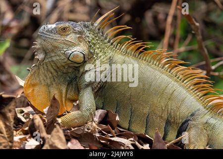 Grand mâle vert Iguana (iguana iguana) présentant des épines et dewlap - la Laguna del Lagarto Eco-Lodge, Boca Tapada, Costa Rica Banque D'Images