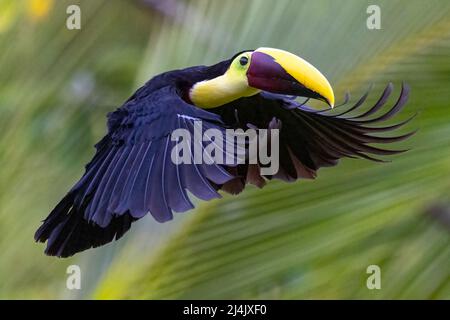 Toucan à gorge jaune (Ramphastos ambiguus) en vol - la Laguna del Lagarto Eco-Lodge, Boca Tapada, Costa Rica Banque D'Images