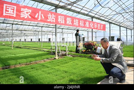 Tianjin, Chine. 15th avril 2022. Yu Fu'an (R), expert en riziculture, vérifie la croissance des semis de riz dans une base de riziculture à Tianjin, dans le nord de la Chine, le 15 avril 2022. Yu Fu'an, 56 ans, est consacré à la recherche sur l'élevage du riz depuis plus de 30 ans. L'équipe de Yu a cultivé avec succès de nombreuses nouvelles variétés de riz et a récemment reçu le grand prix du Tianjin Science and Technology Progress Award. Credit: Li Ran/Xinhua/Alay Live News Banque D'Images