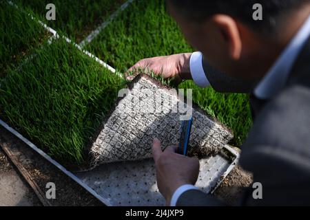 Tianjin, Chine. 15th avril 2022. L'expert en riziculture Yu Fu'an vérifie les semis de riz dans une base de riziculture à Tianjin, dans le nord de la Chine, le 15 avril 2022. Yu Fu'an, 56 ans, est consacré à la recherche sur l'élevage du riz depuis plus de 30 ans. L'équipe de Yu a cultivé avec succès de nombreuses nouvelles variétés de riz et a récemment reçu le grand prix du Tianjin Science and Technology Progress Award. Credit: Li Ran/Xinhua/Alay Live News Banque D'Images