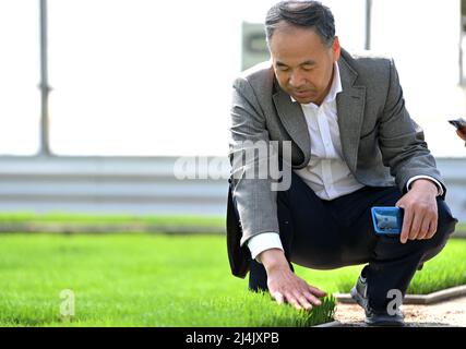 Tianjin, Chine. 15th avril 2022. Yu Fu'an, expert en riziculture, vérifie la croissance des semis de riz dans une base de riziculture à Tianjin, dans le nord de la Chine, le 15 avril 2022. Yu Fu'an, 56 ans, est consacré à la recherche sur l'élevage du riz depuis plus de 30 ans. L'équipe de Yu a cultivé avec succès de nombreuses nouvelles variétés de riz et a récemment reçu le grand prix du Tianjin Science and Technology Progress Award. Credit: Li Ran/Xinhua/Alay Live News Banque D'Images