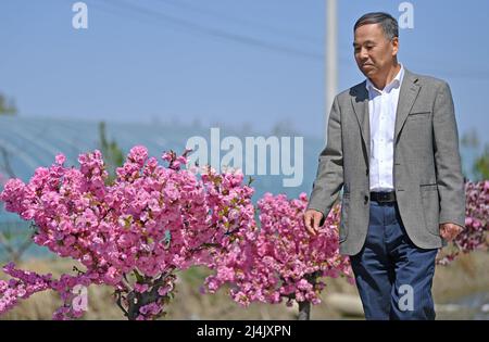 Tianjin, Chine. 15th avril 2022. L'expert en riziculture Yu Fu'an marche dans une base de riziculture à Tianjin, dans le nord de la Chine, le 15 avril 2022. Yu Fu'an, 56 ans, est consacré à la recherche sur l'élevage du riz depuis plus de 30 ans. L'équipe de Yu a cultivé avec succès de nombreuses nouvelles variétés de riz et a récemment reçu le grand prix du Tianjin Science and Technology Progress Award. Credit: Li Ran/Xinhua/Alay Live News Banque D'Images