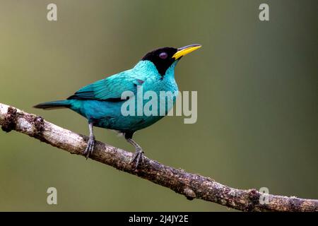 Green Honeycreeper (Chlorophanes spiza) mâle - la Laguna del Lagarto Eco-Lodge, Boca Tapada, Costa Rica Banque D'Images