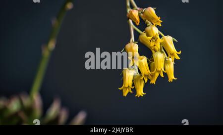 Belle echeveria jaune sagitta fleurs succulentes avec fond noir. Gros plan de la fleur de cactus. Le champ de profondeur et le flou sont réalisés intentionnellement Banque D'Images