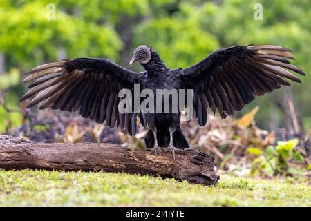 Vautour noir (Coragyps atratus) avec ailes étalées - la Laguna del Lagarto Eco-Lodge, Boca Tapada, Costa Rica Banque D'Images