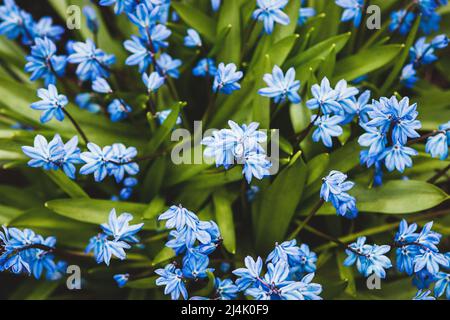 Fond floral de printemps de fleurs de cilla bleues (calmar sibérien, étoile de saphir, calmar de bois) qui fleurit en avril Banque D'Images