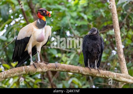 King Vulture (Sarcoramphus papa) regardant une Vulture noire beaucoup plus petite (Coragyps atratus) tout en perchée sur la branche - la Laguna del Lagarto Eco-Lodge, Banque D'Images
