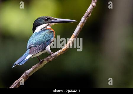 Green kingfisher (Chloroceryle americana) homme - la Laguna del Lagarto Eco-Lodge, Boca Tapada, Costa Rica Banque D'Images