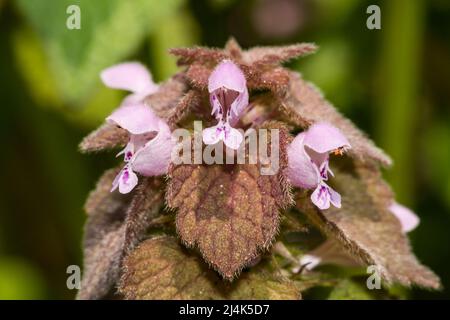 Rouge Deadnettle - Lamium purpueum Banque D'Images