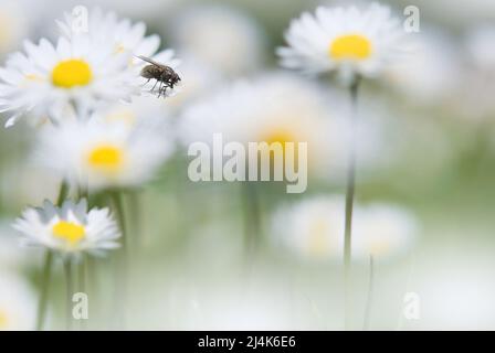 Mouche reposant sur la Marguerite (Bellis perennis). Fleurs blanches dans le jardin. Mise au point à la volée, faible profondeur de champ, arrière-plan flou et premier plan. Banque D'Images