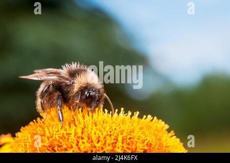 Bumblebee nourrissant le nectar et pollinisant l'œilleton Heartleaf (Telekia speciosa), fleur jaune vivace en fleurs dans le jardin. Banque D'Images