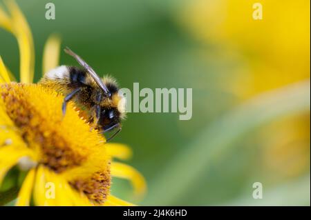 Bumblebee nourrissant le nectar et pollinisant l'œilleton Heartleaf (Telekia speciosa), fleur jaune vivace en fleurs dans le jardin. Banque D'Images
