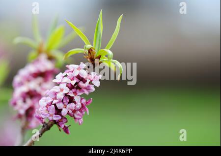 Daphne mezereum, communément connu sous le nom de mezereon, branche avec des fleurs roses sur fond flou dans le jardin du début du printemps. Banque D'Images