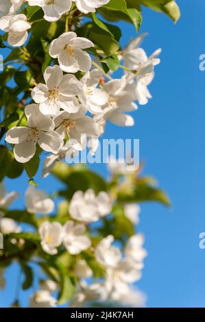Les pommiers blancs fleurissent dans le jardin du printemps sur fond bleu ciel. Banque D'Images