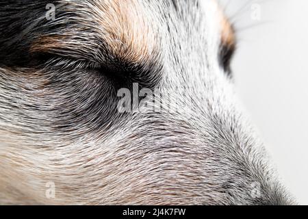 Mignon chiot dormir ou dormir, gros plan. Vue latérale du chien noir et blanc avec les yeux fermés. homme de 9 semaines, bleu, heeler pup. Ambiance tranquille. Banque D'Images